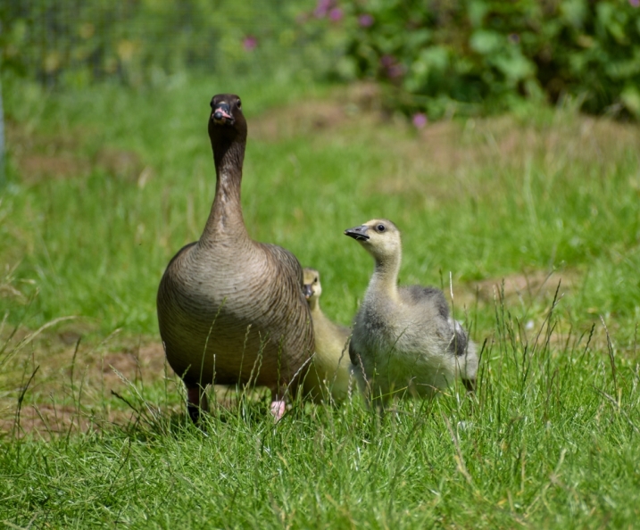 An afemale adult pink footed goose, next to two goslings,